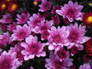 Lilac Coper