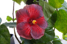 hibiscus Bayrou Irene