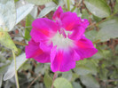 Double Pink Morning Glory (2012, Oct.19)
