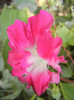 Double Pink Morning Glory (2012, Oct.21)