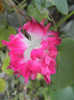 Double Pink Morning Glory (2012, Oct.21)