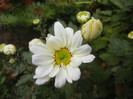 White & Yellow Chrysanth (2012, Oct.21)