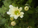 White & Yellow Chrysanth (2012, Oct.21)