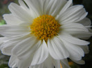 White & Yellow Chrysanth (2012, Oct.21)