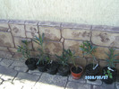 SANY0418