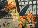 SANY0451