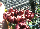 SANY0456
