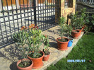 SANY0427