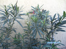 SANY0431