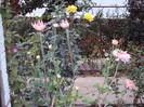 DSC01228