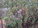 DSC01229