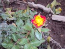 DSC01237
