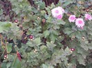 DSC01239