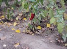 DSC01254
