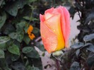 DSC01269