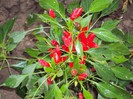 DSC01270