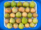 TOMATILLO