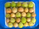 TOMATILLO