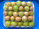 TOMATILLO