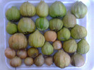 TOMATILLO