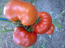 GIANT RED