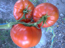 GIANT RED