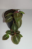 episcia cupreata La Solidad Bronze