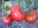 GIANT RED
