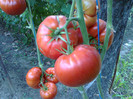 GIANT RED