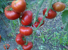 GIANT RED