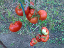 GIANT RED