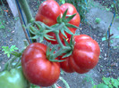 COSTOLUTO FIORENTINO
