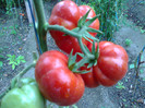 COSTOLUTO FIORENTINO