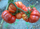 COSTOLUTO FIORENTINO