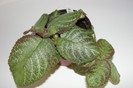 episcia Pink Panter