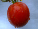 PRAHOVA GORNET SVGB