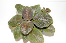 episcia Corduray