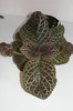 episcia Jim's Golden Eagle