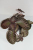 episcia Thad's Homemade Wine