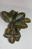 episcia Sun Gold