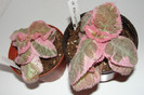 episcia Pink Smoke