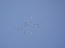 DSCF0811