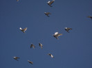 DSCF0824