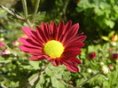 Purple & Yellow Chrysanth (2012, Oct.20)