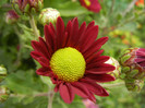Purple & Yellow Chrysanth (2012, Oct.21)