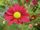 Purple & Yellow Chrysanth (2012, Oct.21)