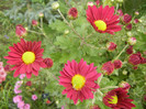 Purple & Yellow Chrysanth (2012, Oct.21)