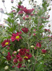 Purple & Yellow Chrysanth (2012, Oct.21)
