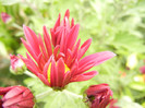 Purple & Yellow Chrysanth (2012, Oct.21)