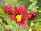 Purple & Yellow Chrysanth (2012, Oct.21)